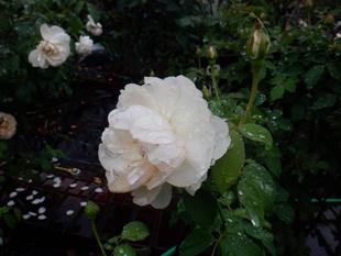 雨だれにバラ ショパンのころ