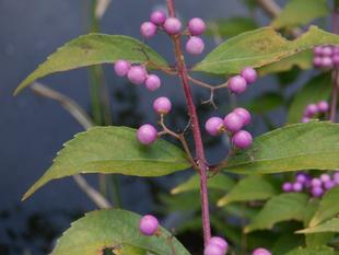 三ツ沢さんぽ 秋の池の周り編