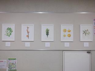 ボタニカルアートの展示を入れ替えました