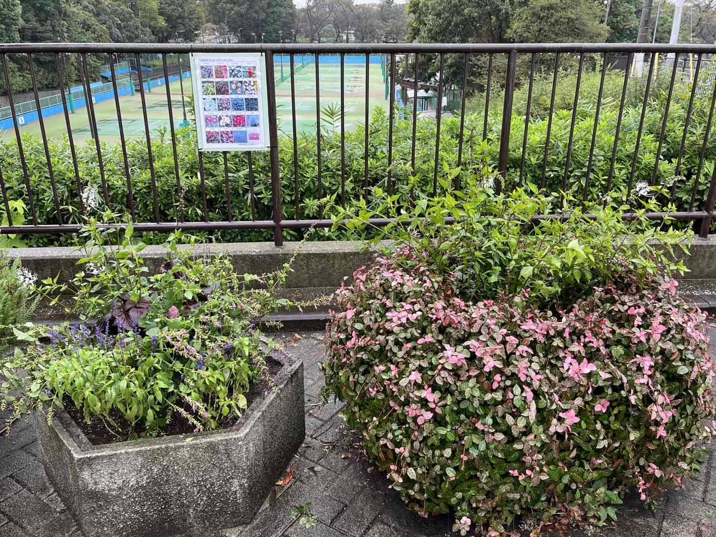 里山ガーデンからいただいた花苗を植えましたの写真