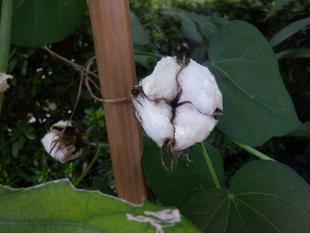コットンが実りました