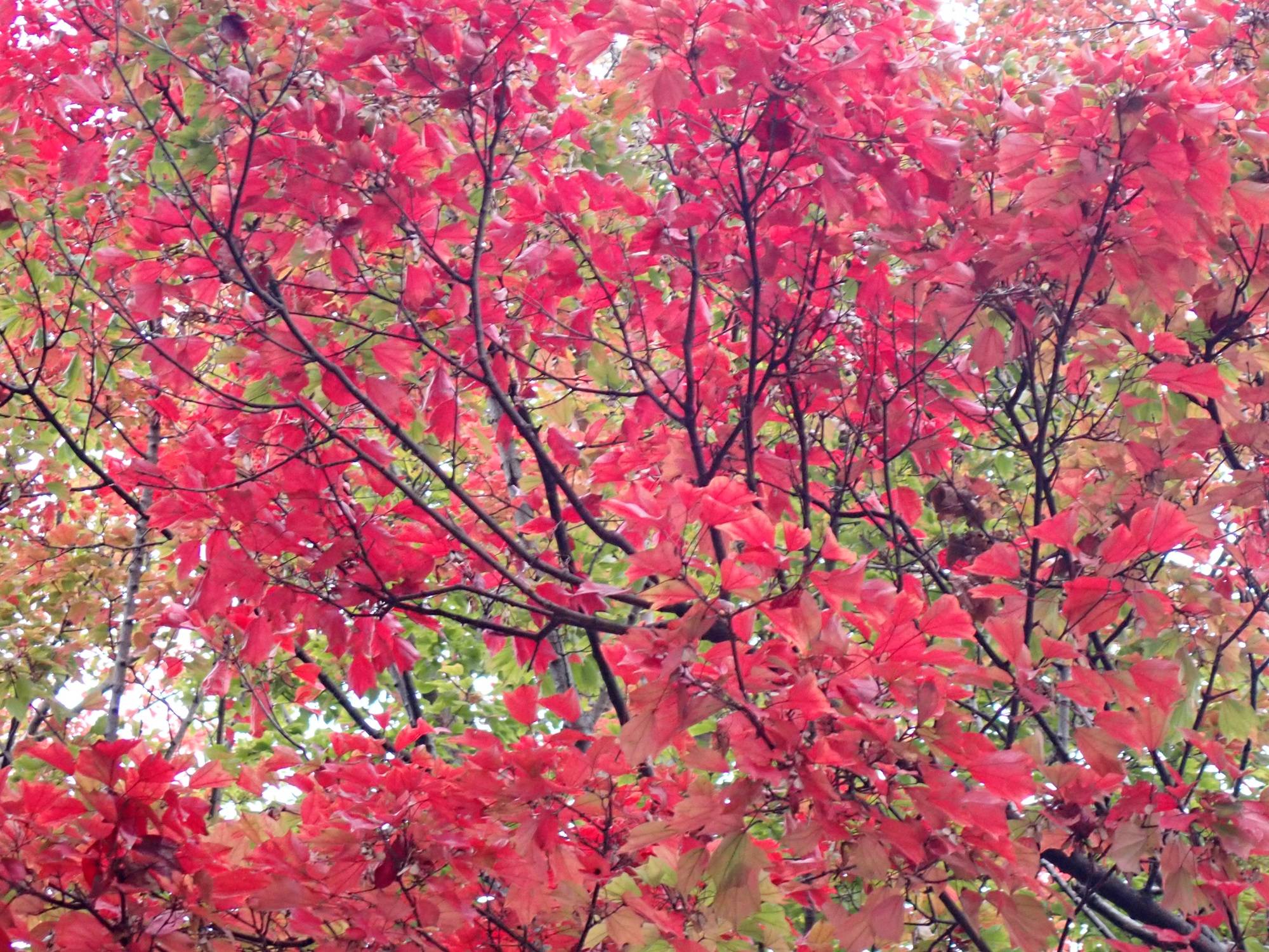 三ツ沢さんぽ　紅葉編の写真