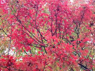 三ツ沢さんぽ　紅葉編