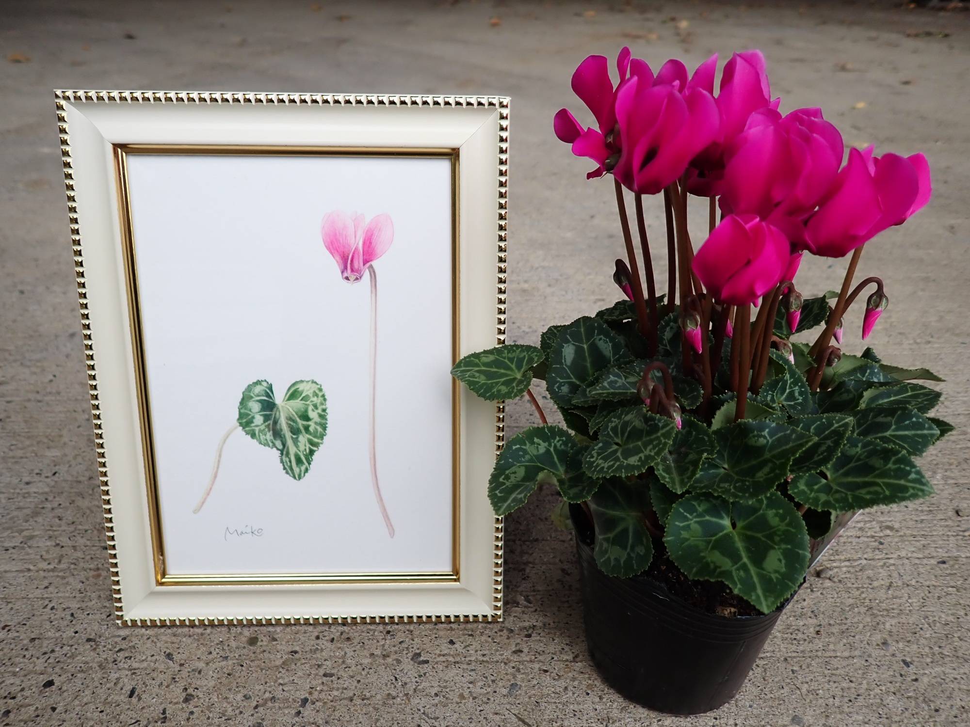 2025年11月15日、22日　はじめてのbotanical art教室を開催しましたの写真