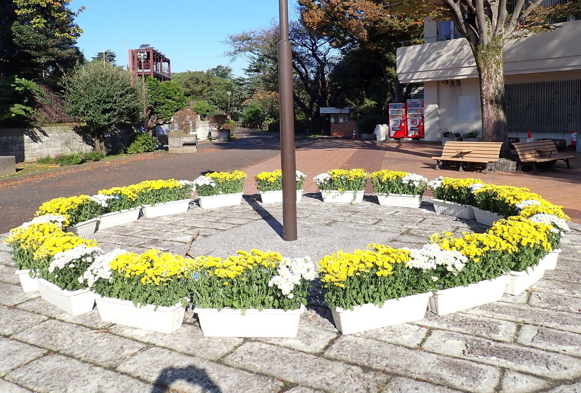 11月1日　慰霊の菊をいただきましたの写真