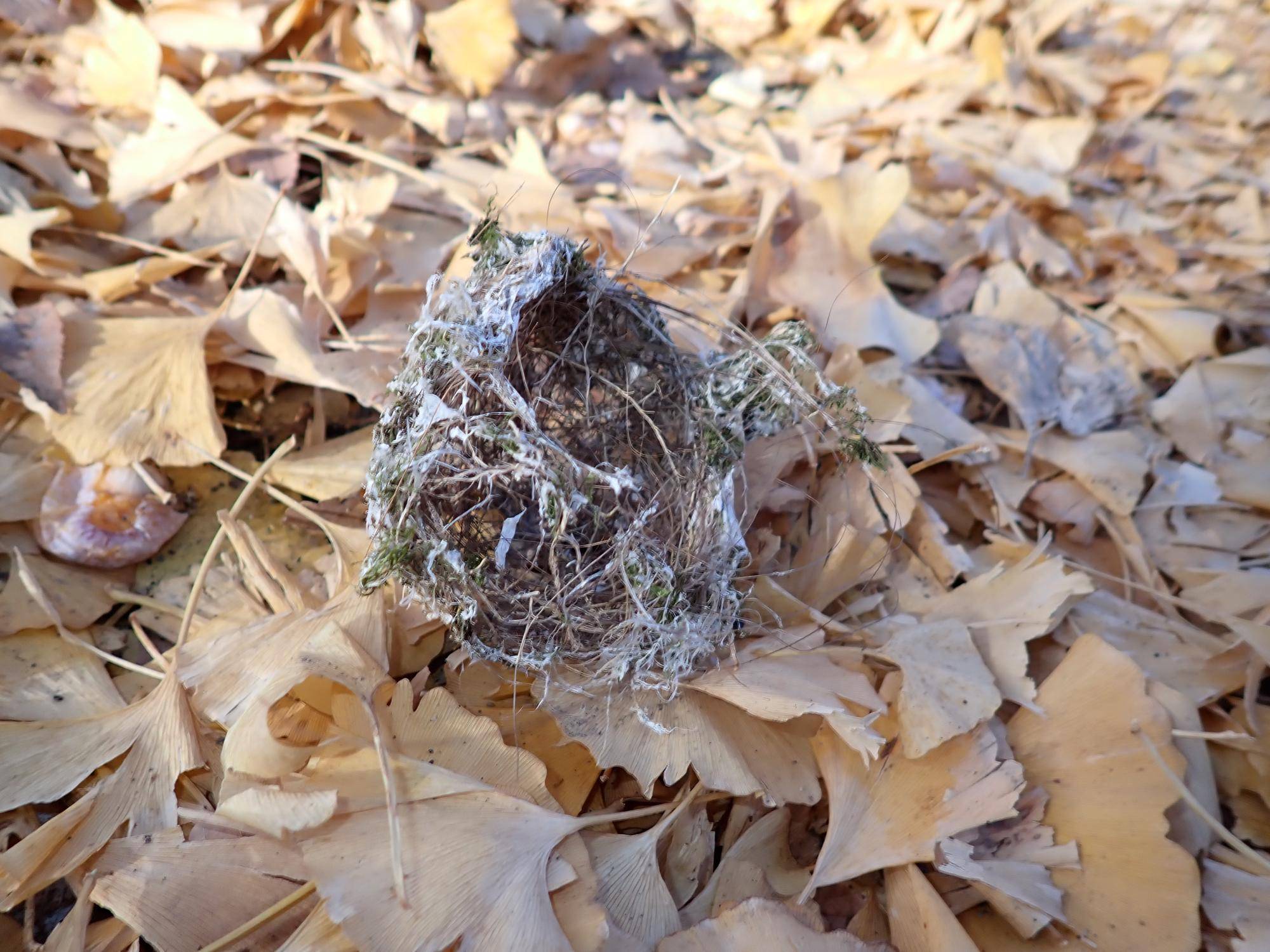 黄色いじゅうたんと鳥の巣の写真
