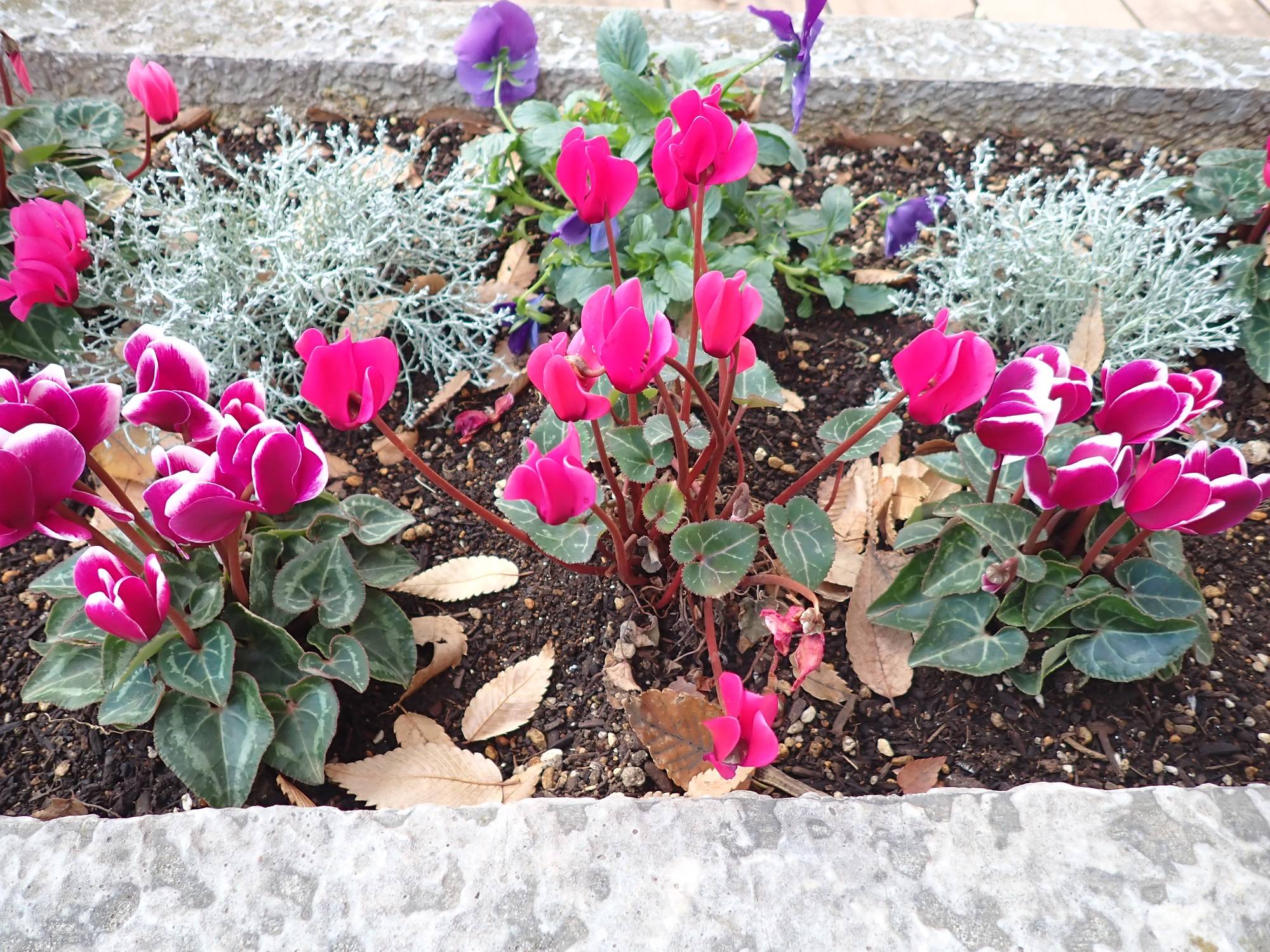 花壇の冬苗、芝は養生中の写真