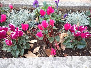 花壇の冬苗、芝は養生中