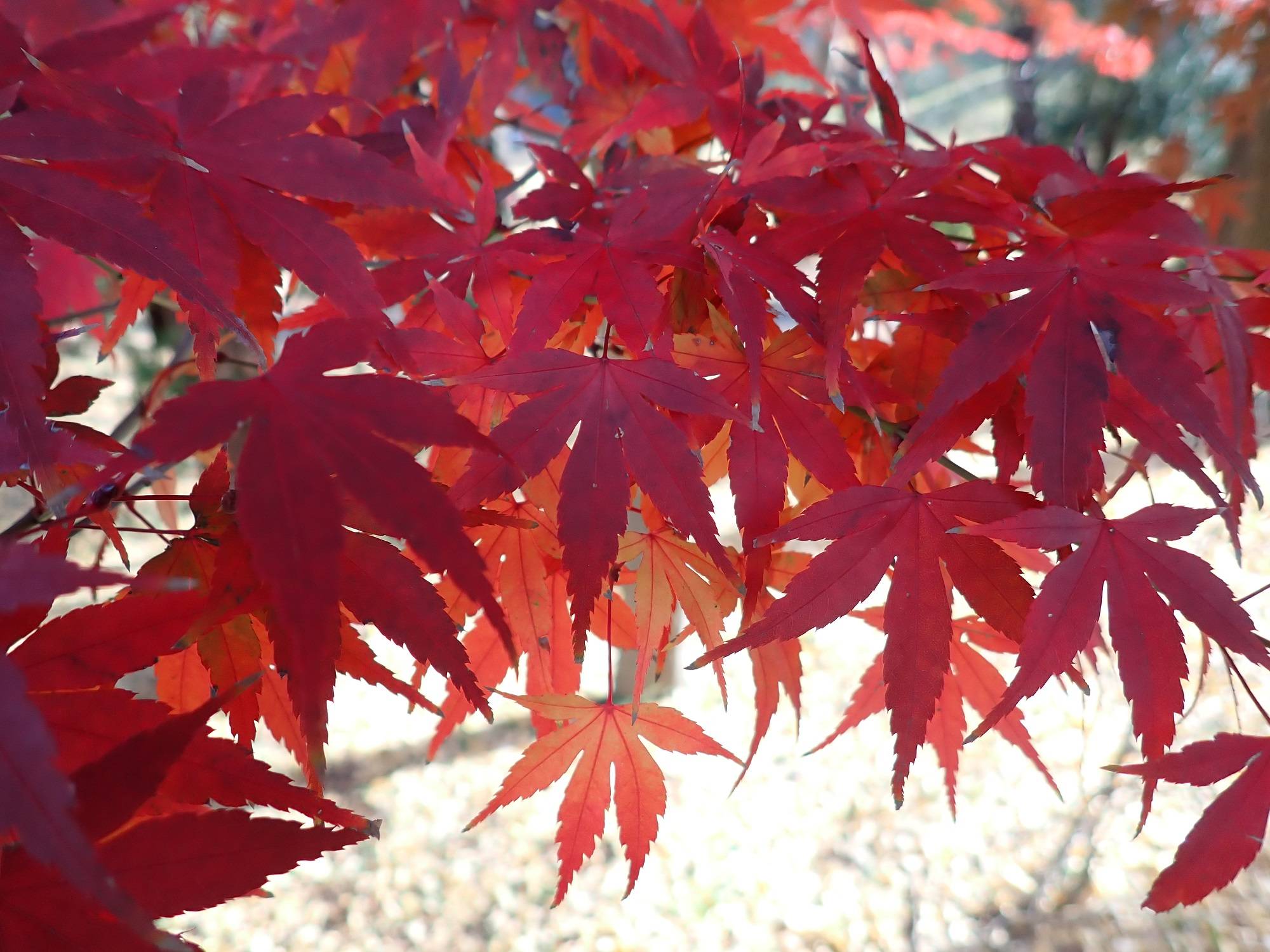 三ツ沢さんぽ　冬の富士山編の写真