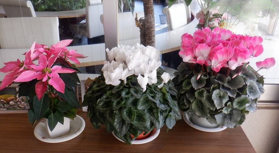 花き展（かきてん）でいただいた花苗を園内各所に植えましたの写真