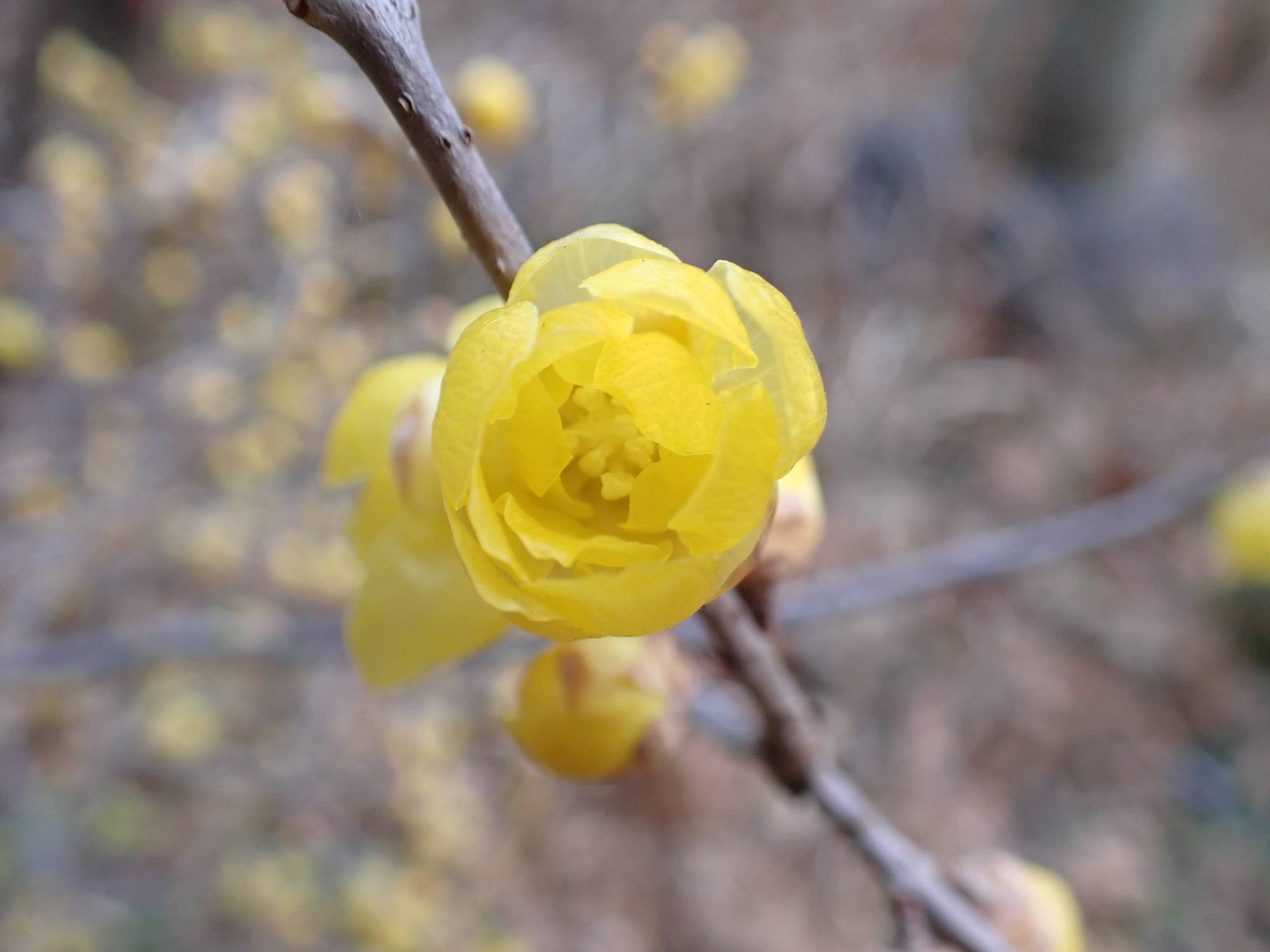 ソシンロウバイが開花していますの写真