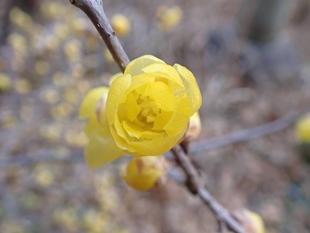ソシンロウバイが開花しています