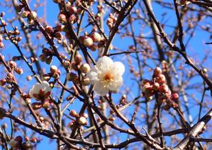 新年のごあいさつ　梅の花とともに