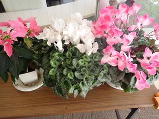 公園だよりを発行しました