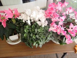 公園だよりを発行しましたの画像