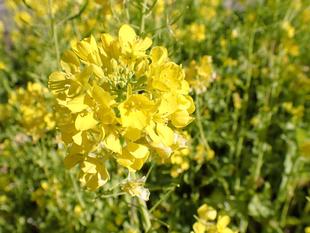 ナノハナと風の子