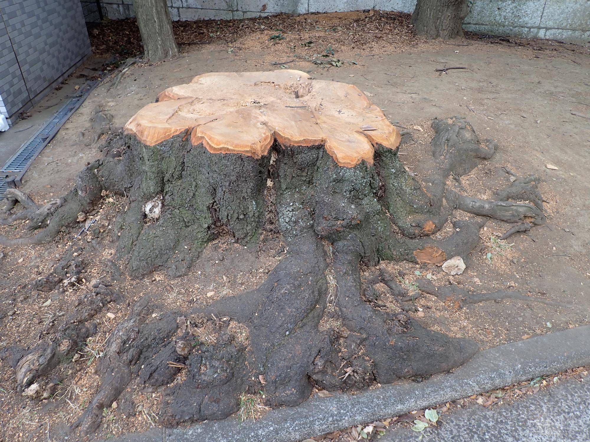 大きなサクラの切り株の写真