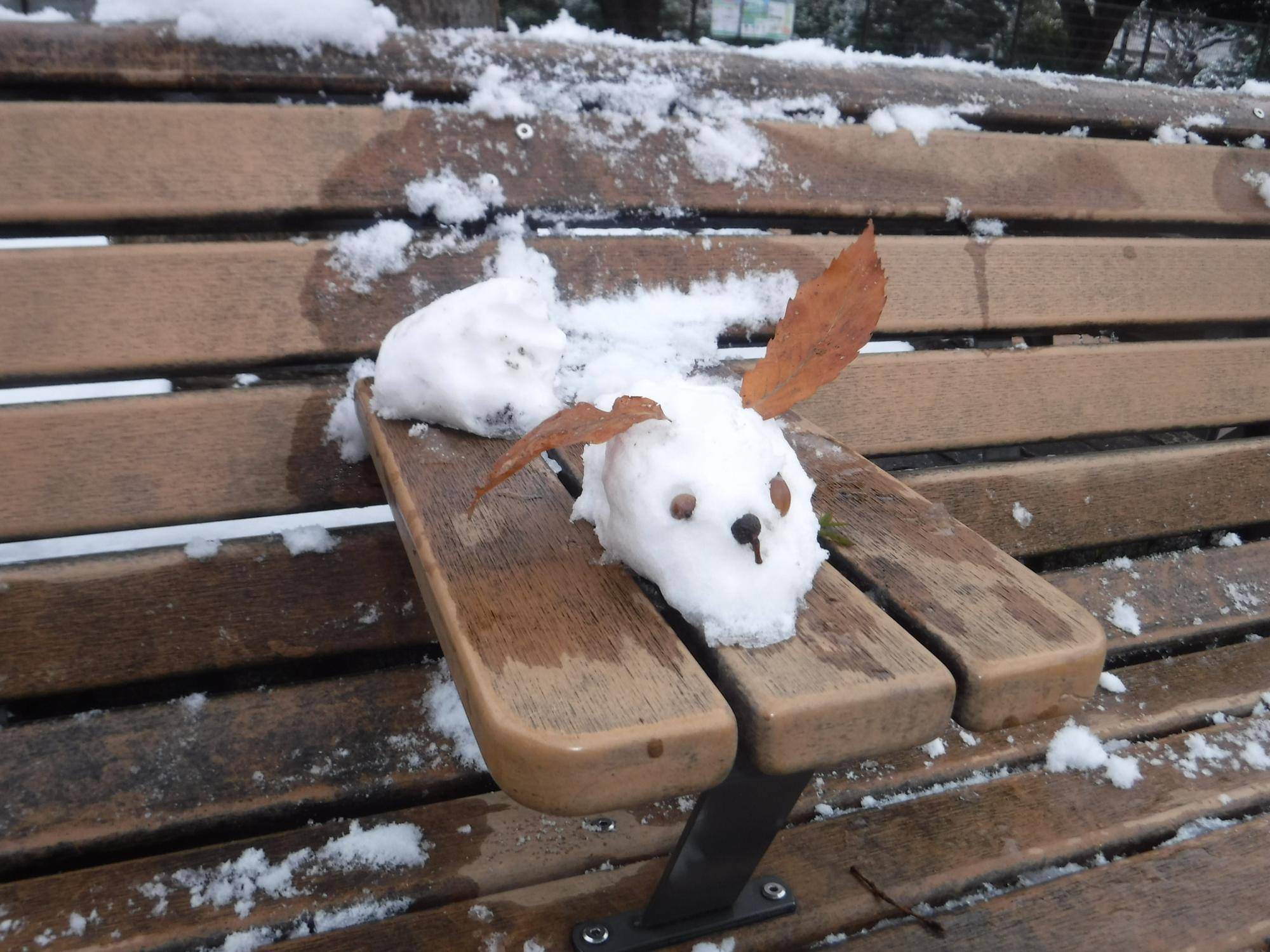 三ツ沢公園 雪景色の写真