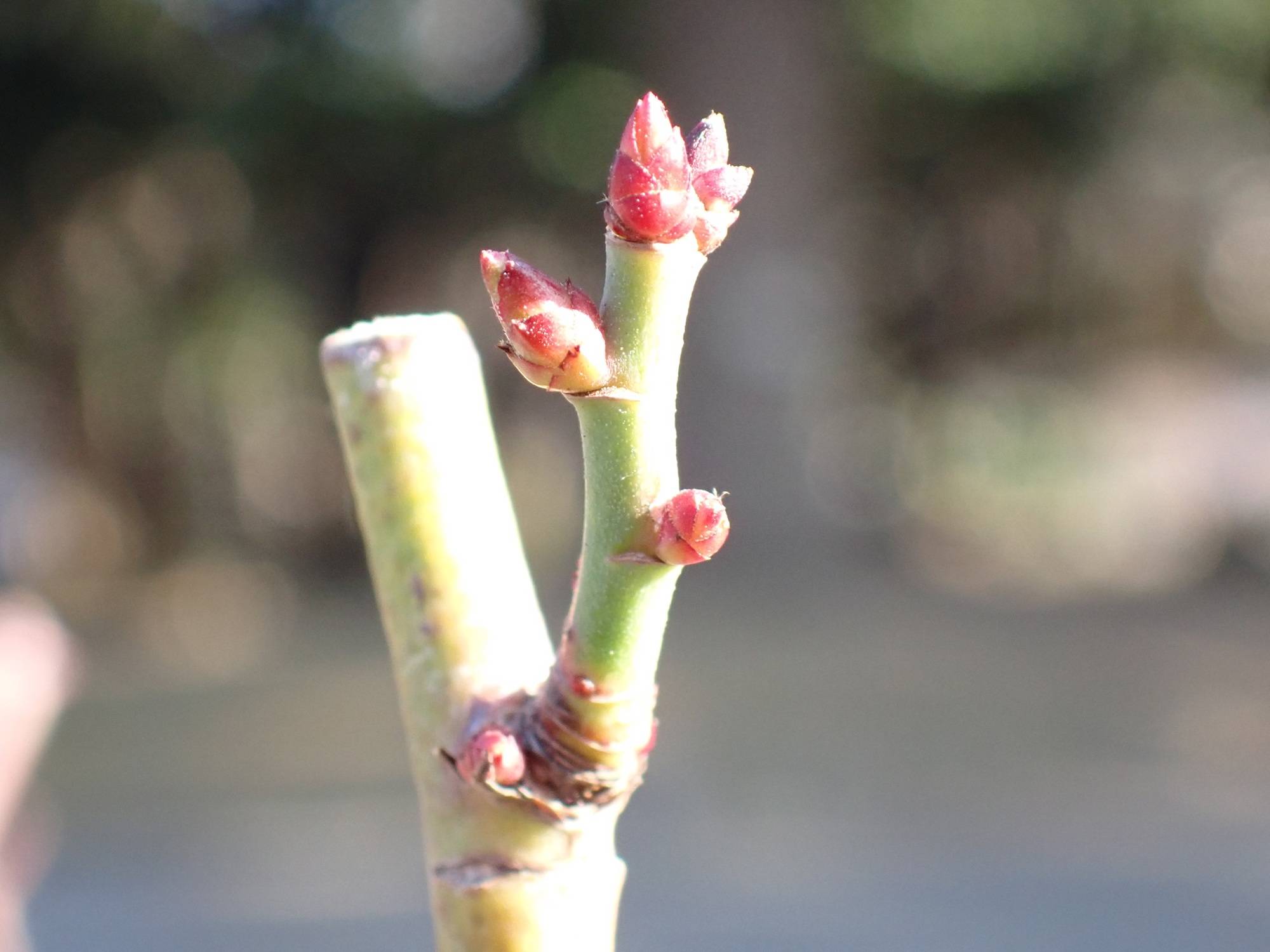 バラの冬剪定　2026の写真