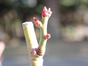 バラの冬剪定　2026