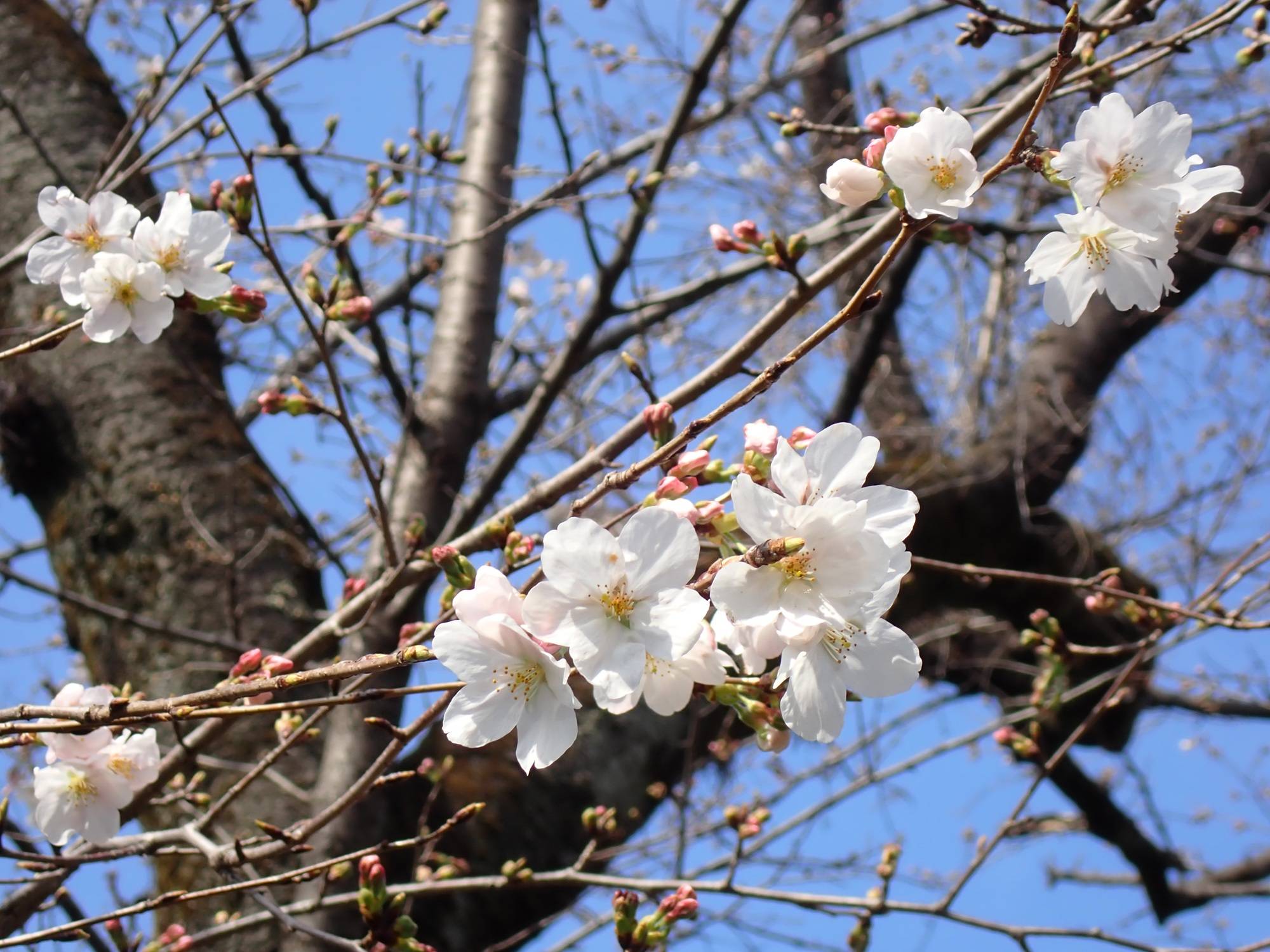 【三ツ沢公園　桜開花情報】2026.3.25の写真