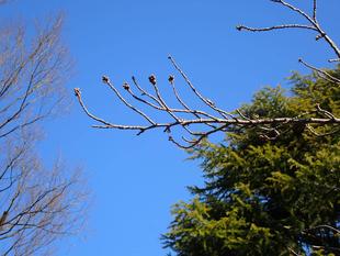 【三ツ沢公園　桜開花情報】2026.3.15