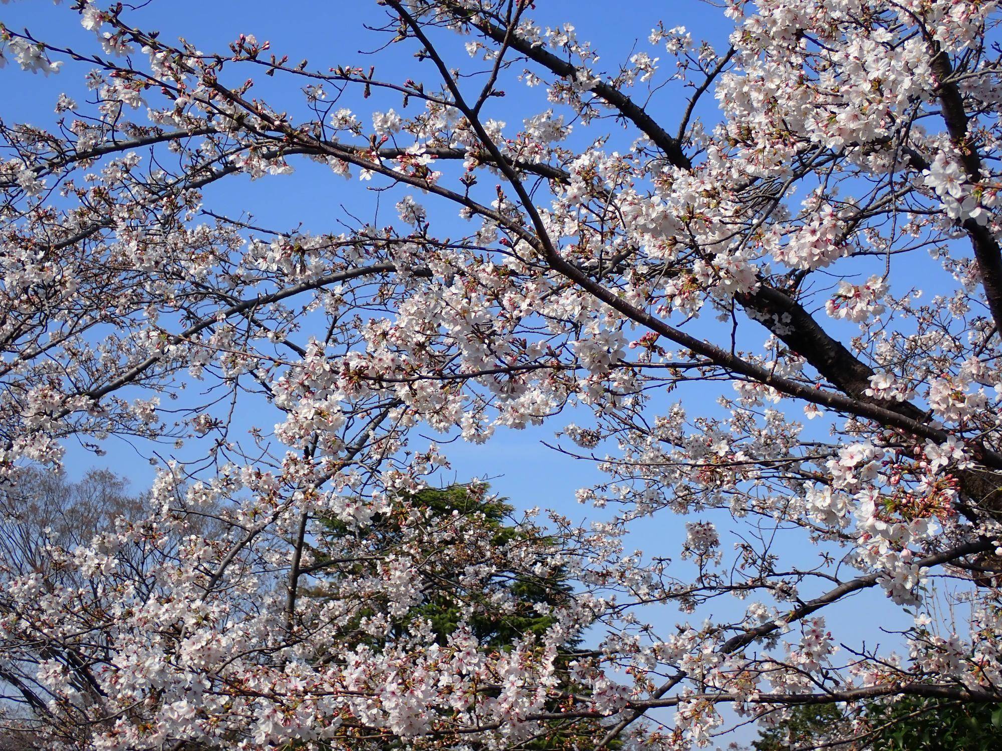 【三ツ沢公園　桜開花情報】2026.3.28の写真