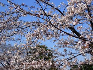 【三ツ沢公園　桜開花情報】2026.3.28