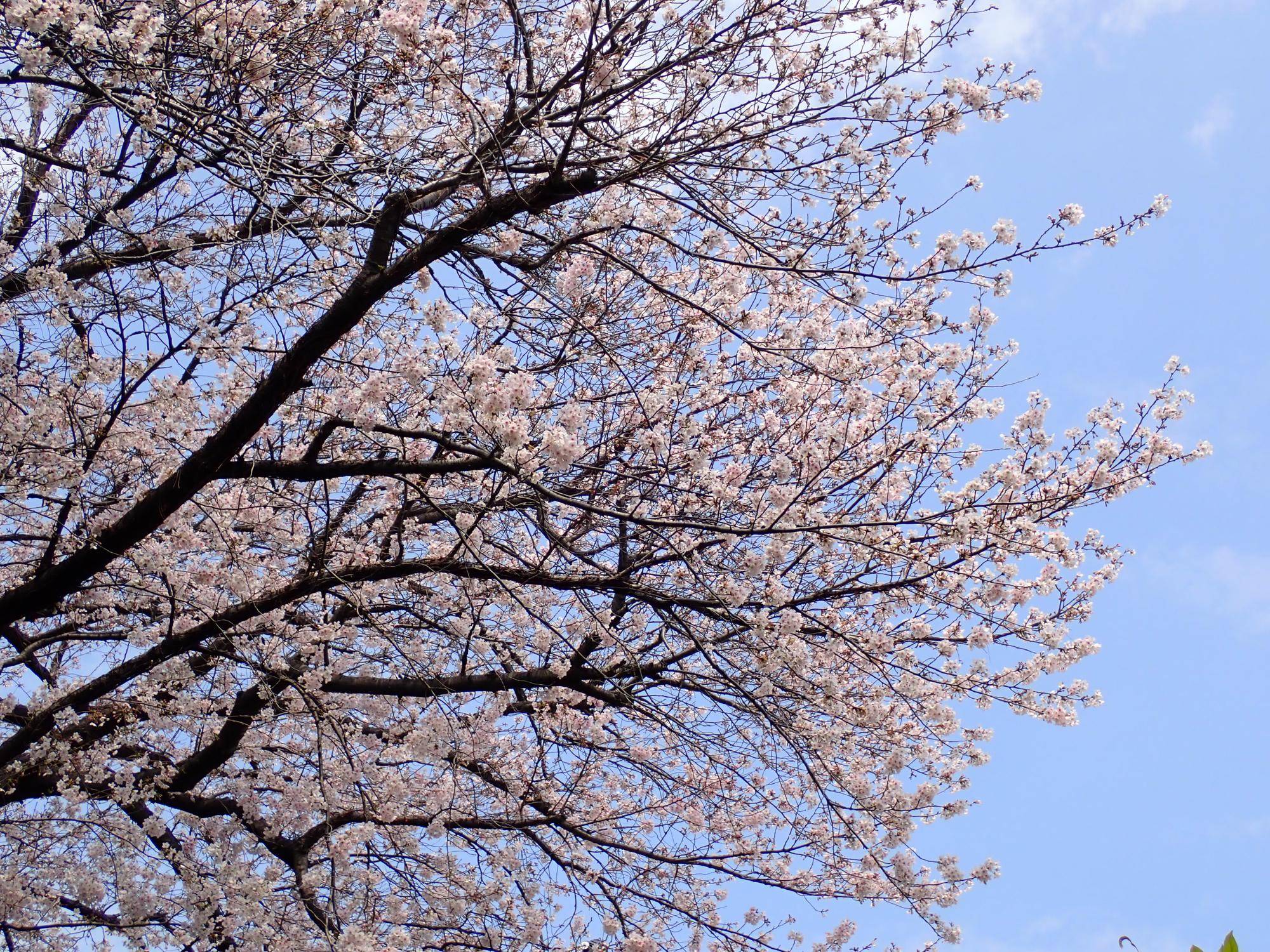 【三ツ沢公園　桜開花情報】2026.3.30の写真