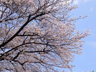 【三ツ沢公園　桜開花情報】2026.3.30