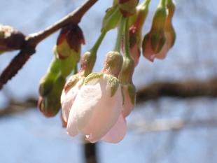 【三ツ沢公園　桜開花情報】2026.3.21