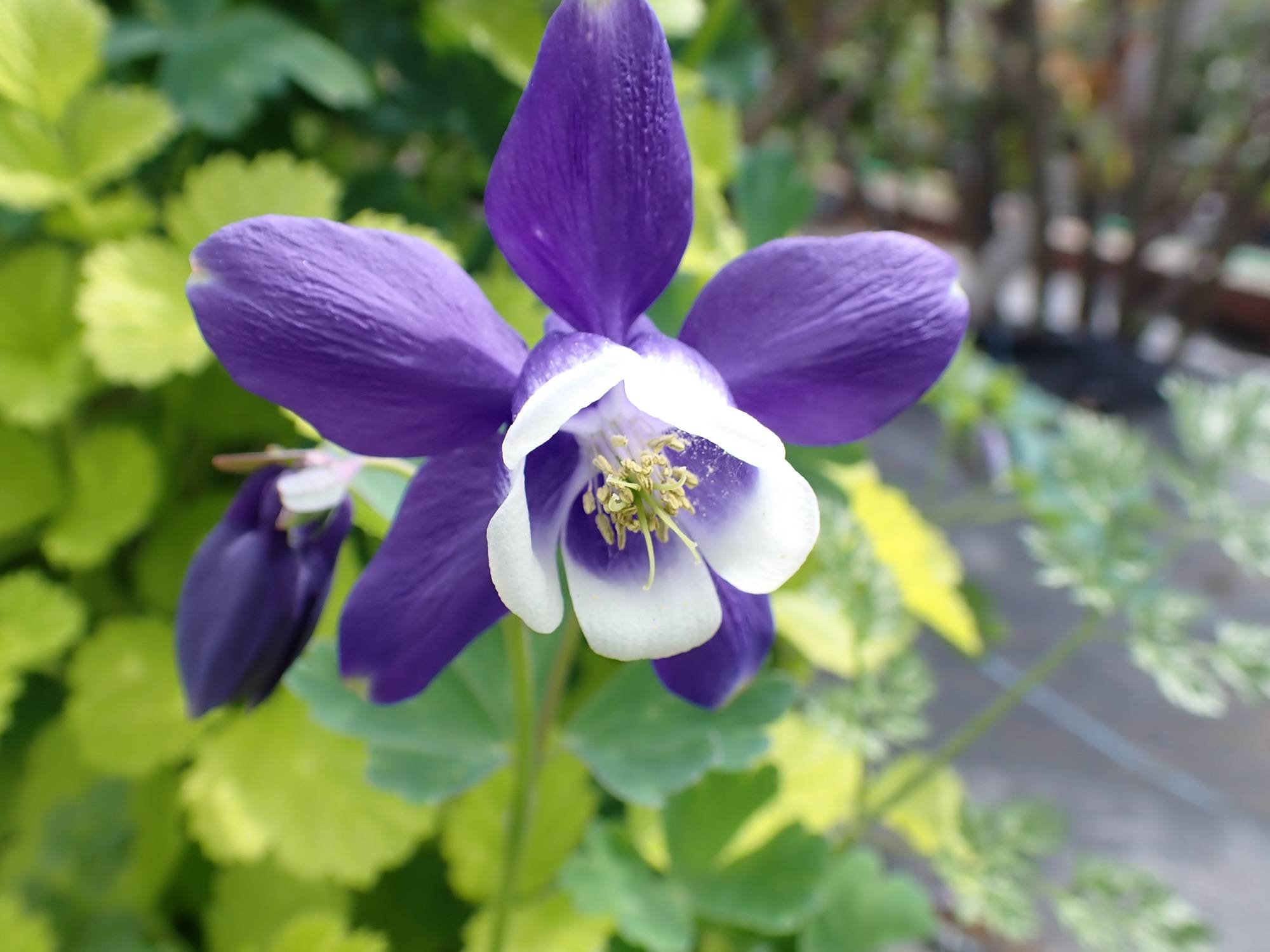 春の花壇　2026の写真