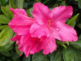 開花が進んでいます　2026春