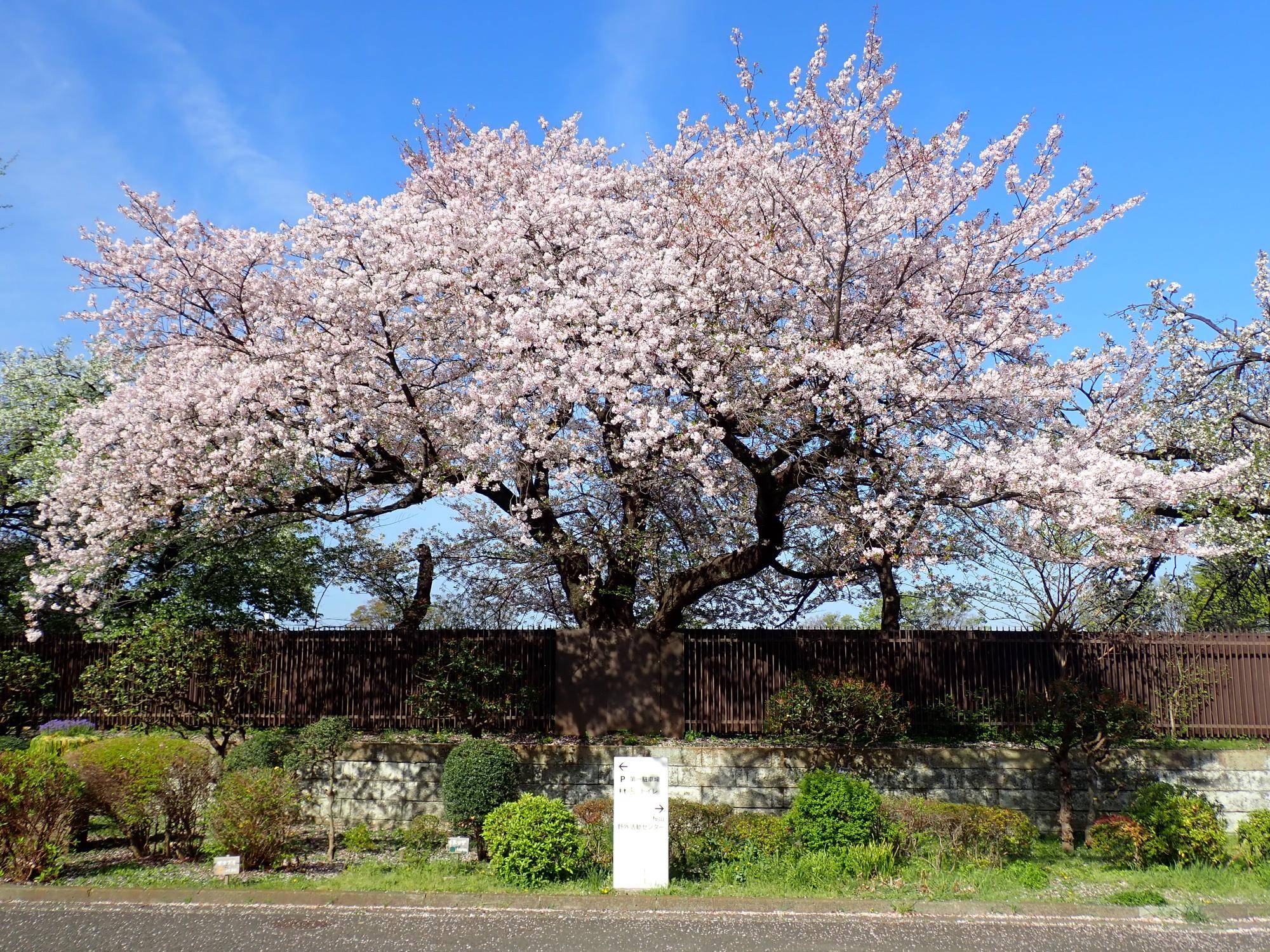 【三ツ沢公園　桜開花情報】0406の写真