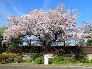 【三ツ沢公園　桜開花情報】0406