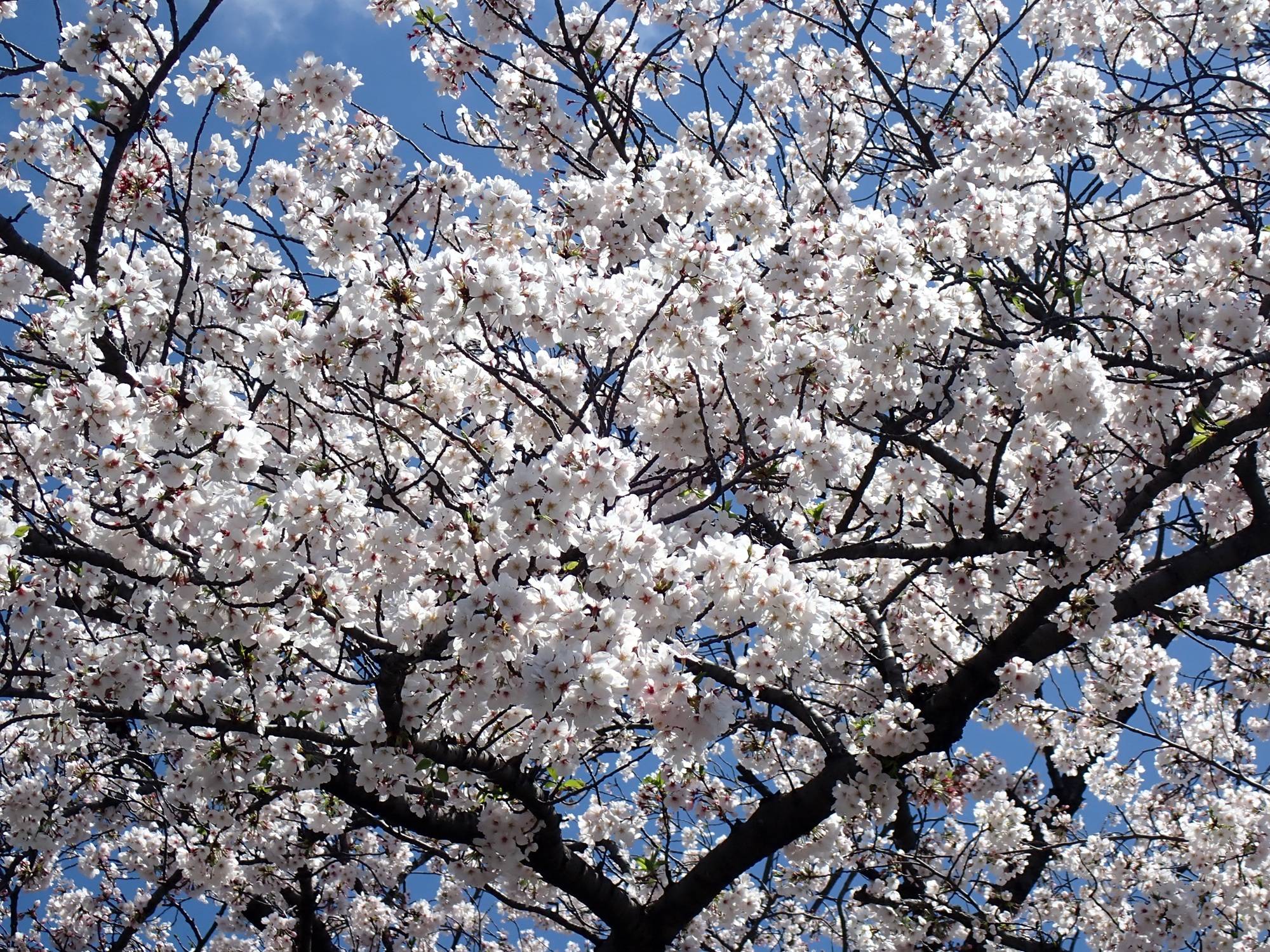 【三ツ沢公園　桜開花情報】2026.4.3の写真