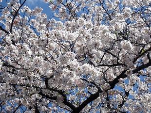 【三ツ沢公園　桜開花情報】2026.4.3