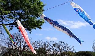 青空と鯉のぼり🎏