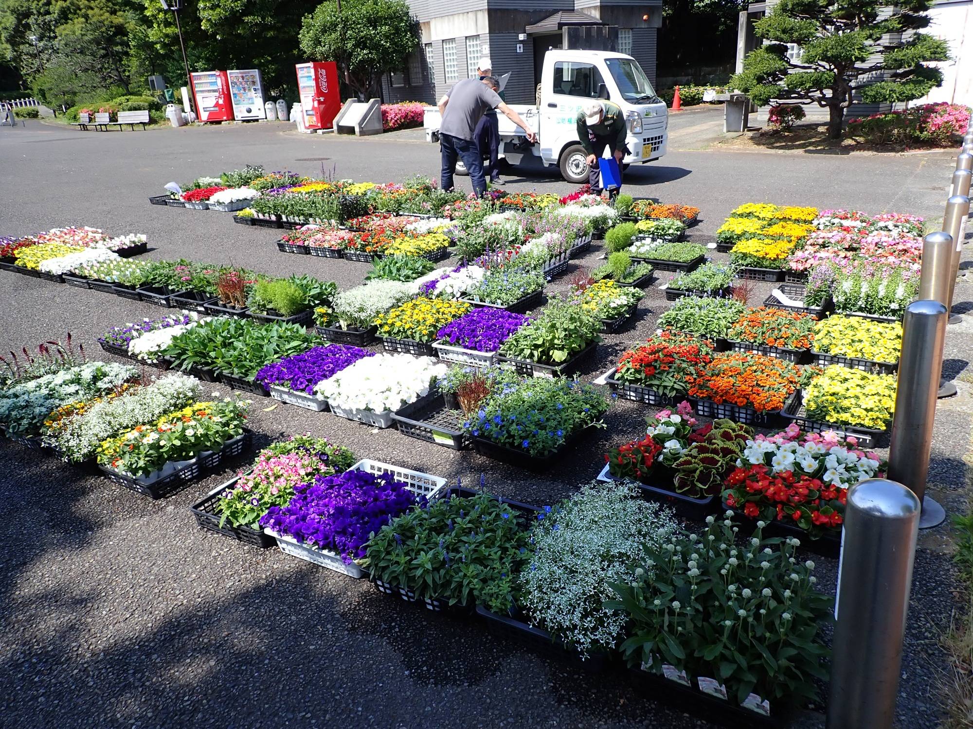 夏苗の到着　2026の写真