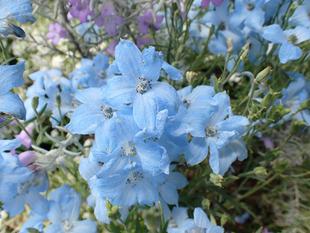 里山ガーデンのお花をいただきました　2026
