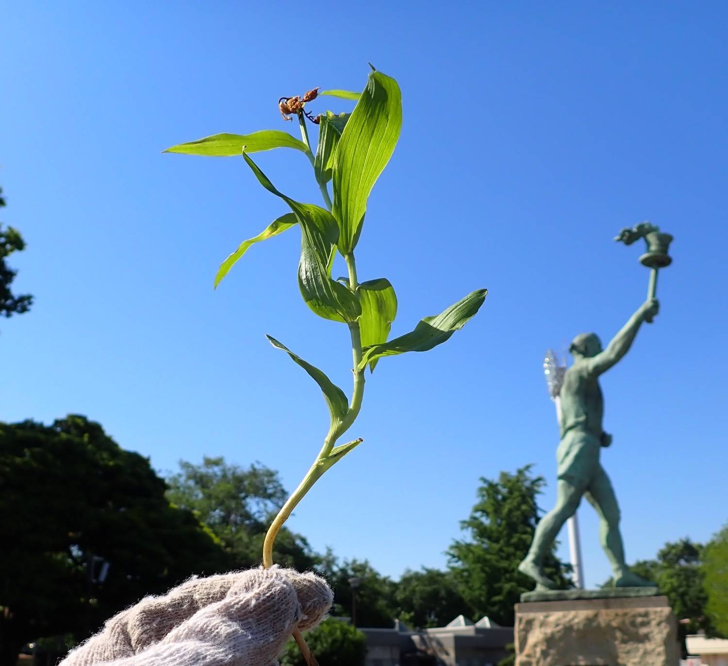 海の公園から来たクゲヌマランの写真
