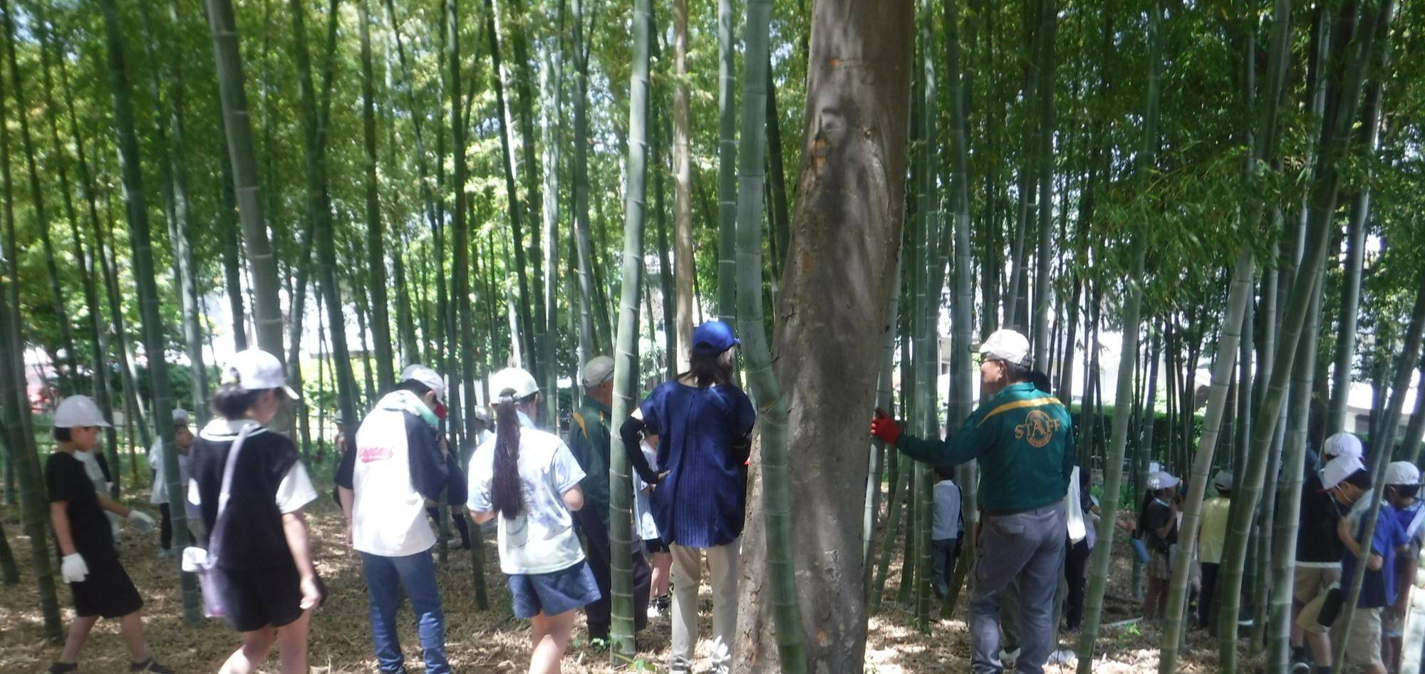 「竹」について学ぼう！宮谷小学校4年生の写真
