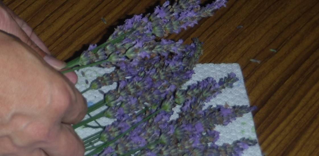 ラベンダーの香りに包まれて「1本のラベンダーから始める花活講座」の写真