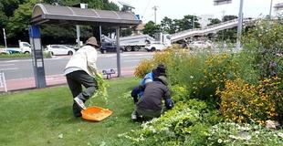 ロータリー花壇をキレイに、花壇ボランティアさん大活躍🌸