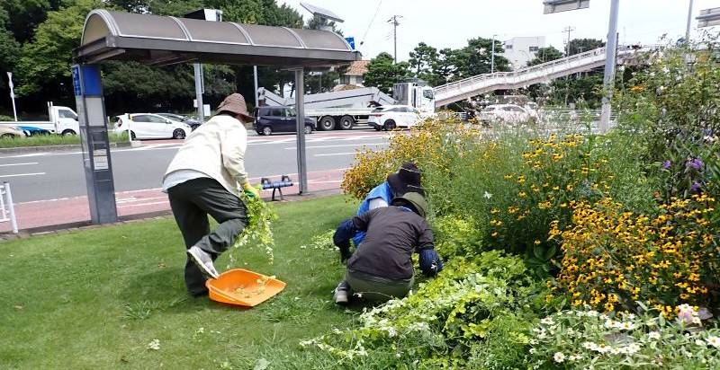 ロータリー花壇をキレイに、花壇ボランティアさん大活躍🌸の写真