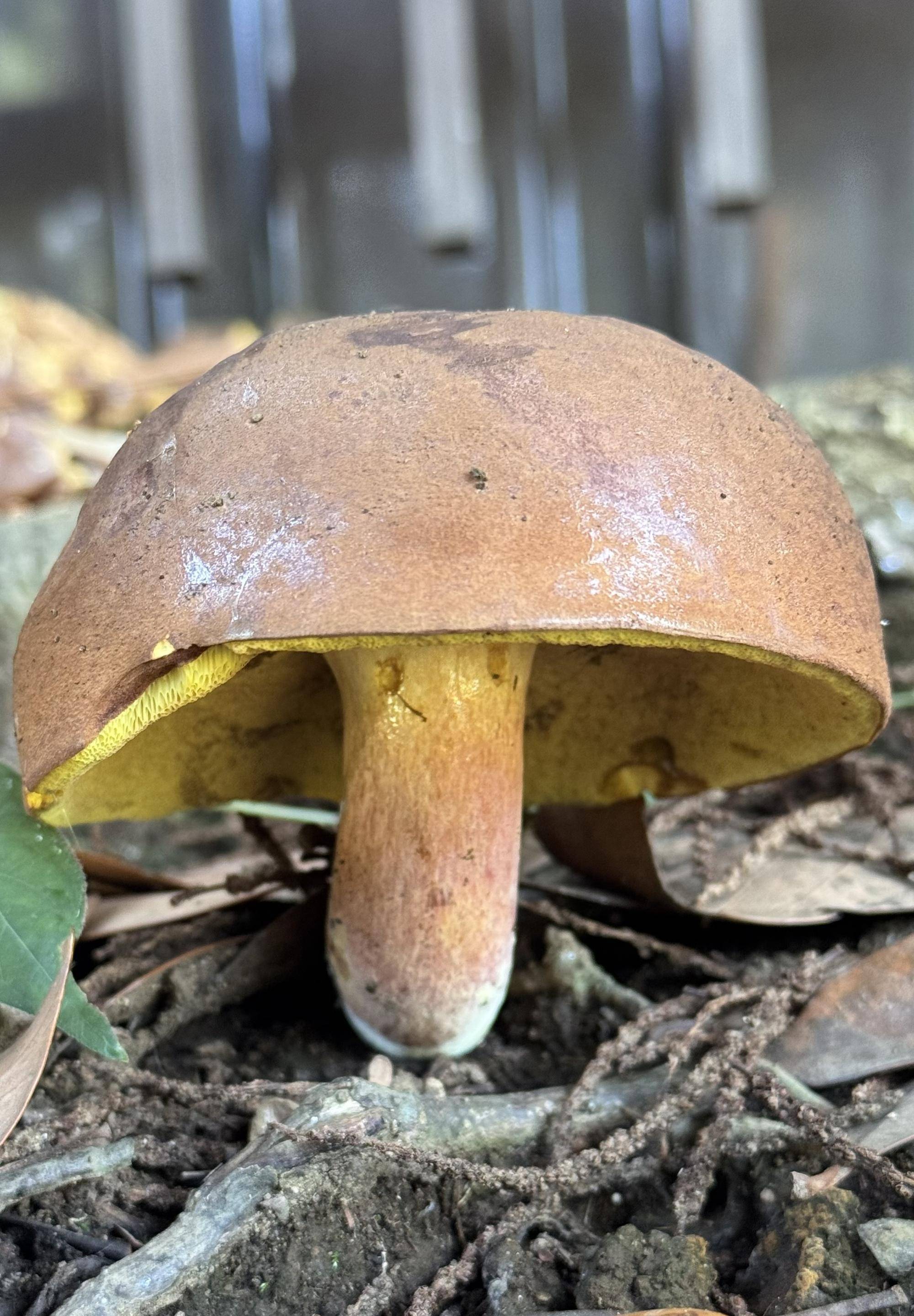 雨後のキノコの写真