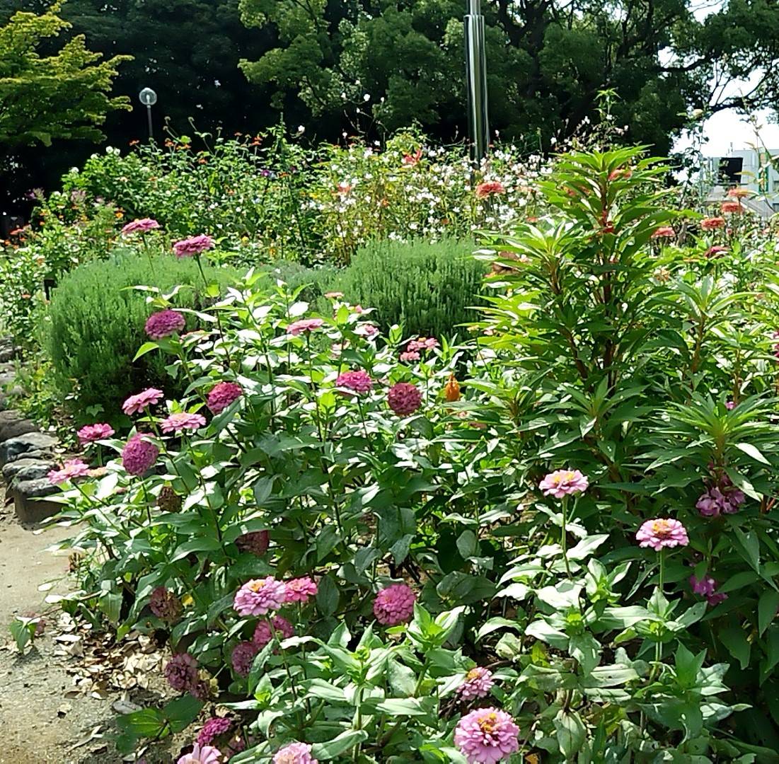 バラ花壇周辺 ブログ 三ツ沢公園公式サイト 公益財団法人 横浜市緑の協会