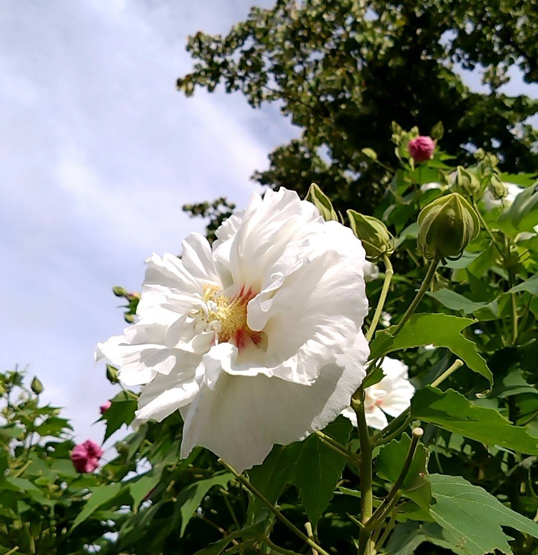 酔芙蓉が咲き出しました ブログ 三ツ沢公園公式サイト 公益財団法人 横浜市緑の協会 酔芙蓉が咲き出しました ブログ 三ツ沢公園公式サイト 公益財団法人 横浜市緑の協会