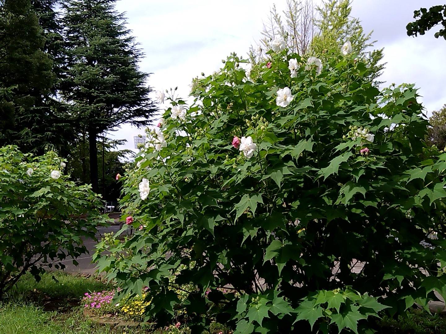 酔芙蓉が咲き出しました ブログ 三ツ沢公園公式サイト 公益財団法人 横浜市緑の協会 酔芙蓉が咲き出しました ブログ 三ツ沢公園公式サイト 公益財団法人 横浜市緑の協会
