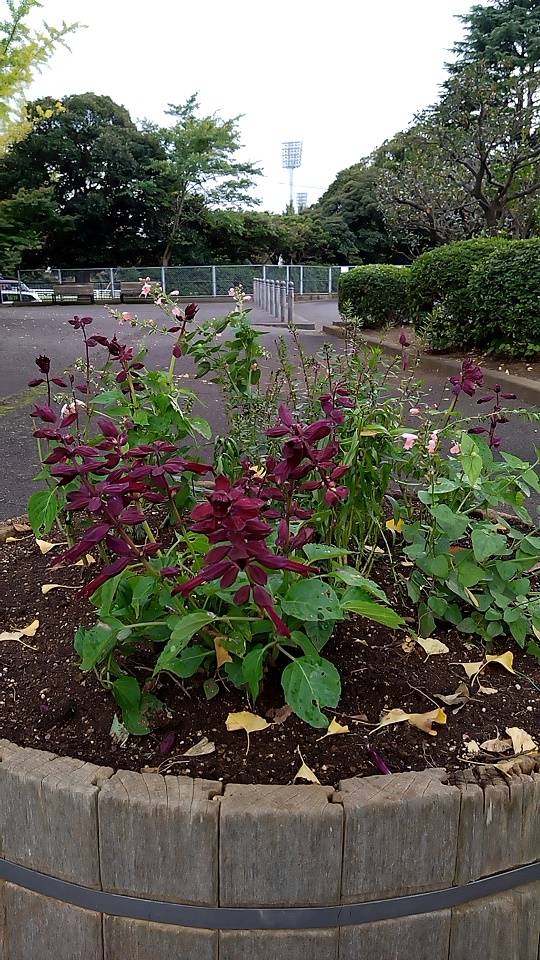 20221019_歩道橋下 - コピー.jpg